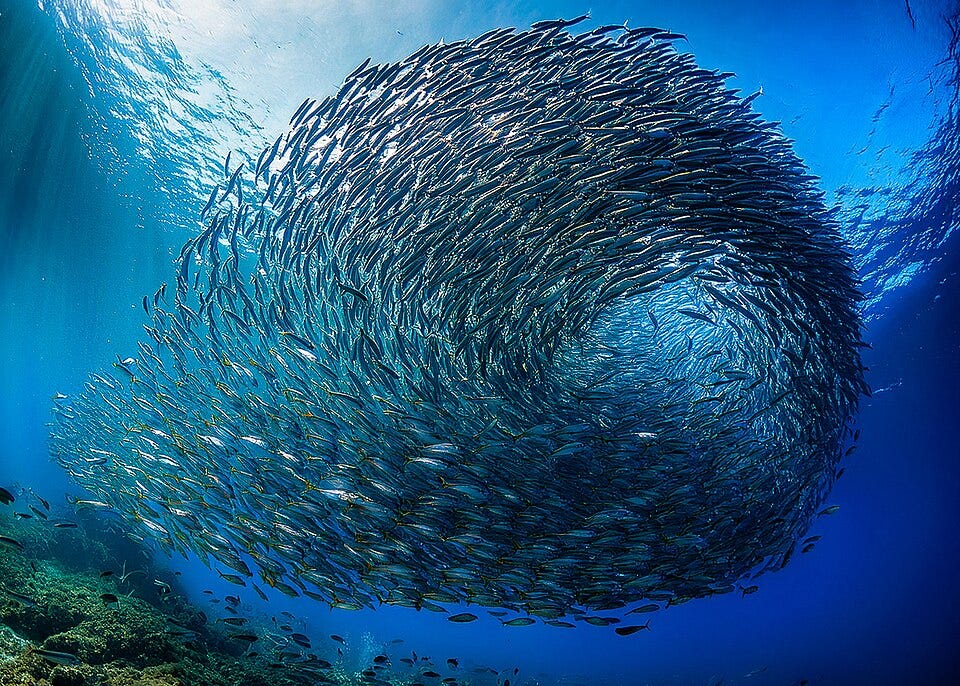 File:Multitude in Reef.jpg File:Multitude in Reef.jpg