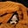 The Ginger Biccie's avatar