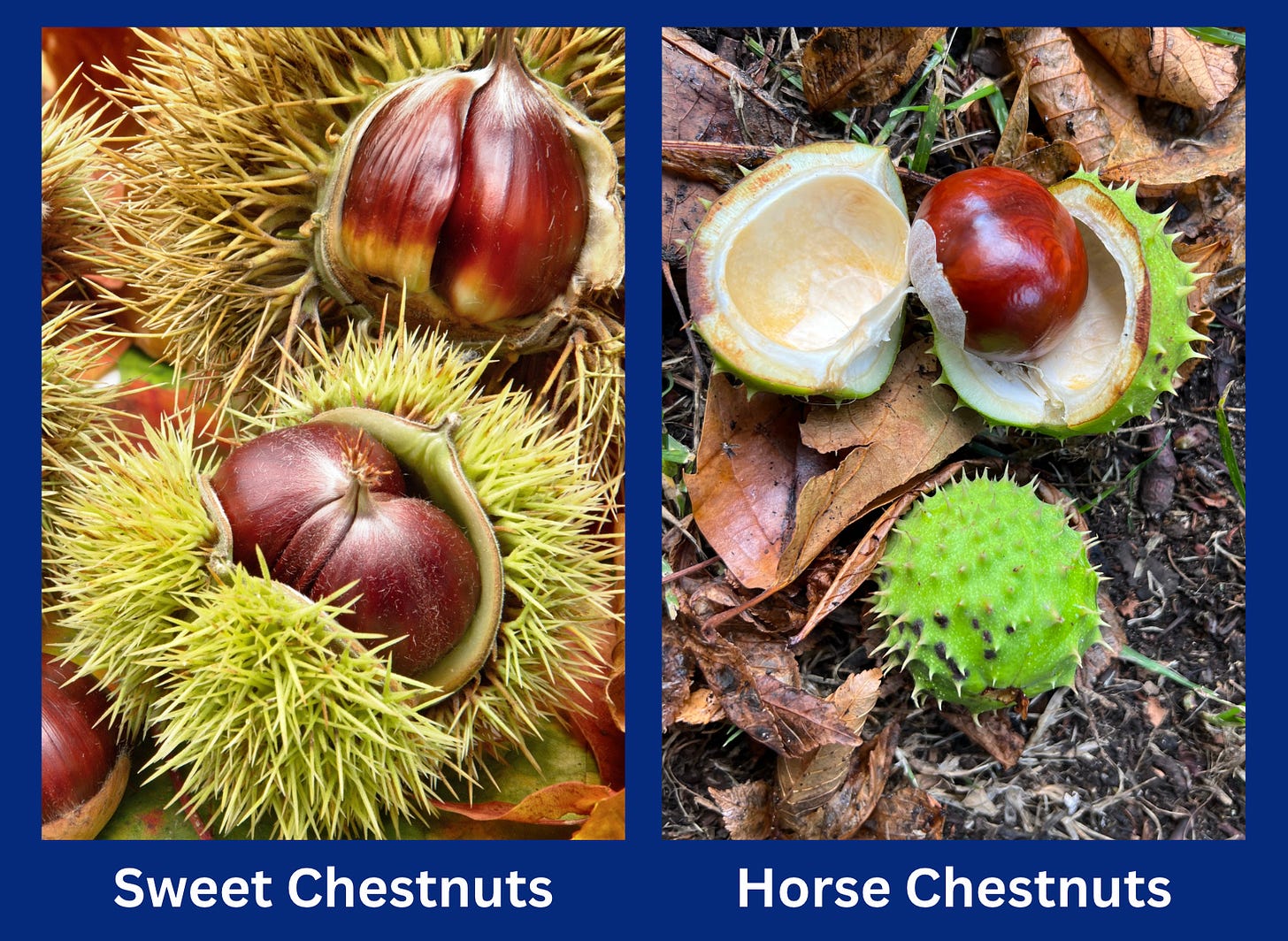 Going Nuts for Conkers: From Childhood Games to World Championships