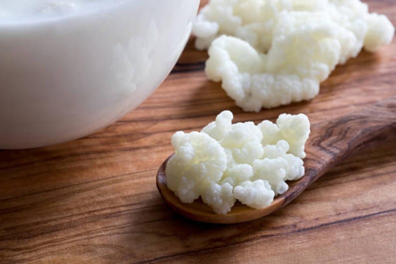 Live Milk Kefir Grains Organic Raw Grass Fed Family Farm image 1