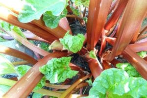 Rhubarb and vegetables