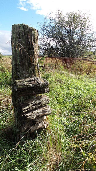 Burroughs tree and fencepost