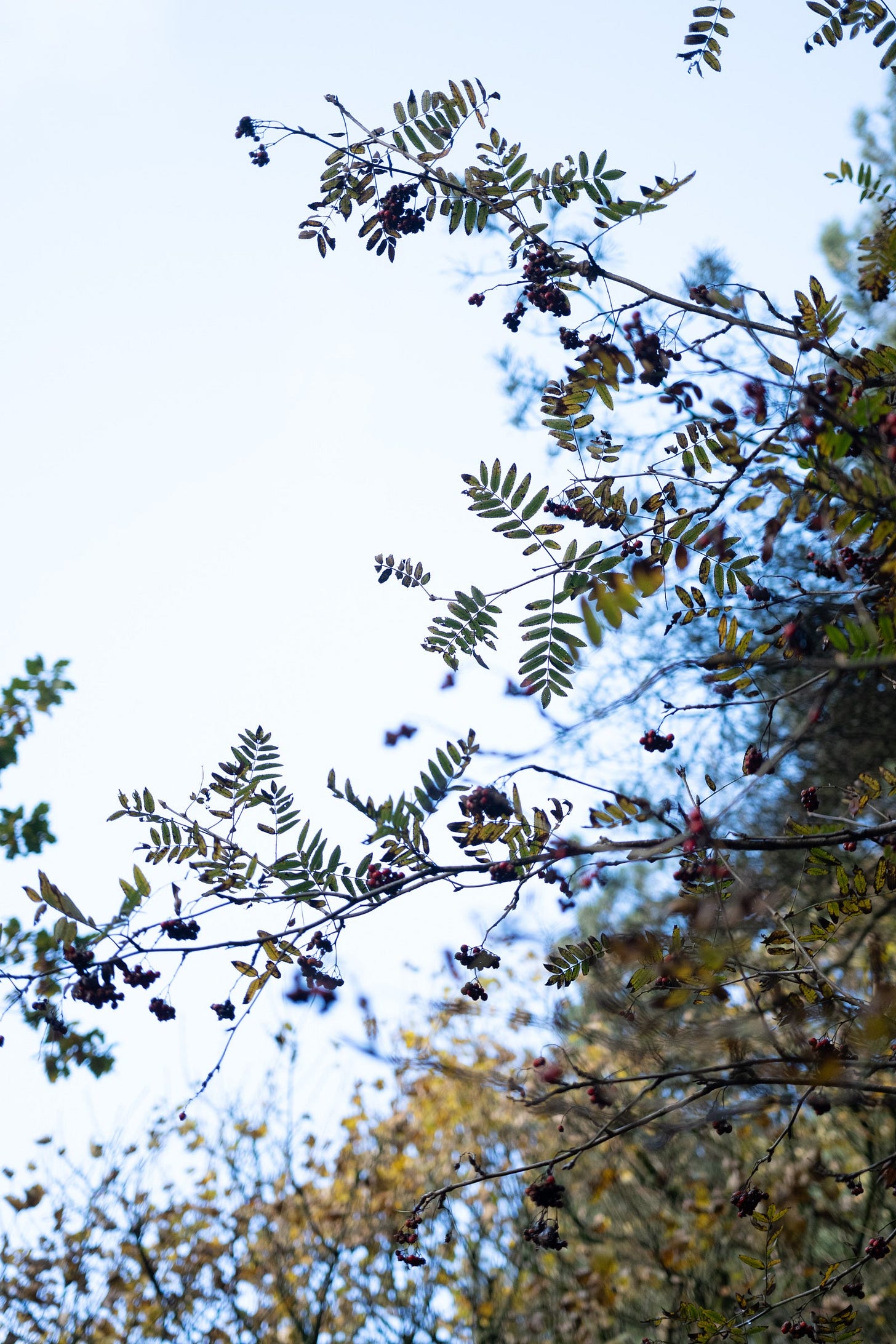 rowan tree, hardcastle crags