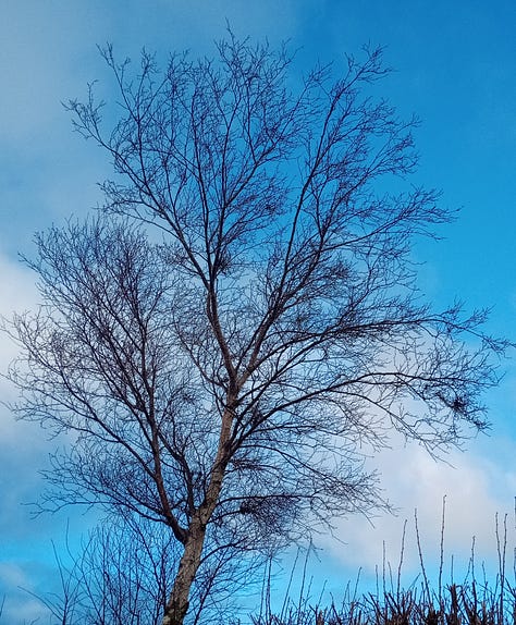 1. Birch against a much welcome blue sky. 2. My First Primrose. 3. A Rainbow of Hope & Blessings.e