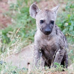 Hyena Pup Hyena Pup
