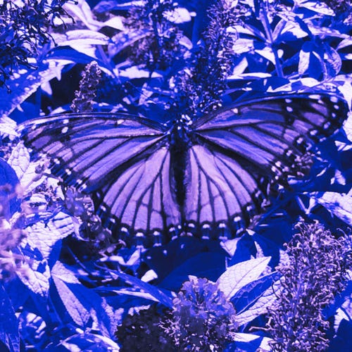 With A Little Help From My Kaleidoscope Friends