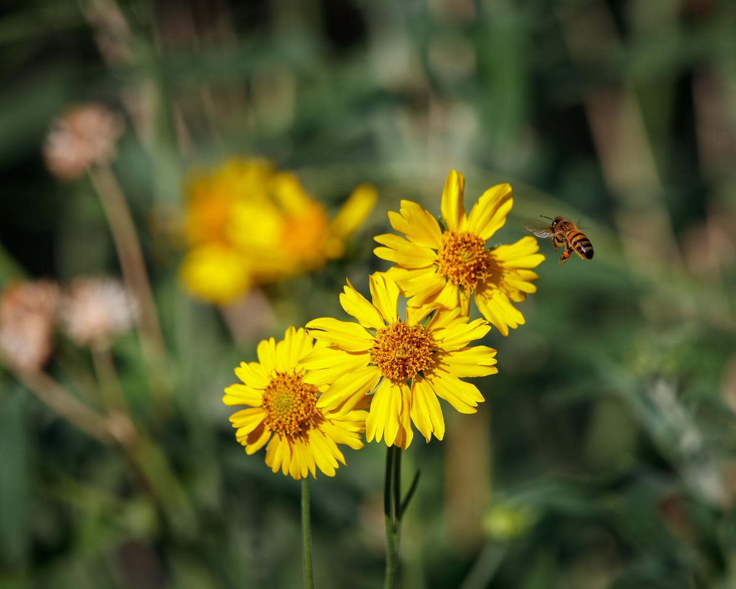 European honeybee about to land on yellow flowers European honeybee about to land on yellow flowers
