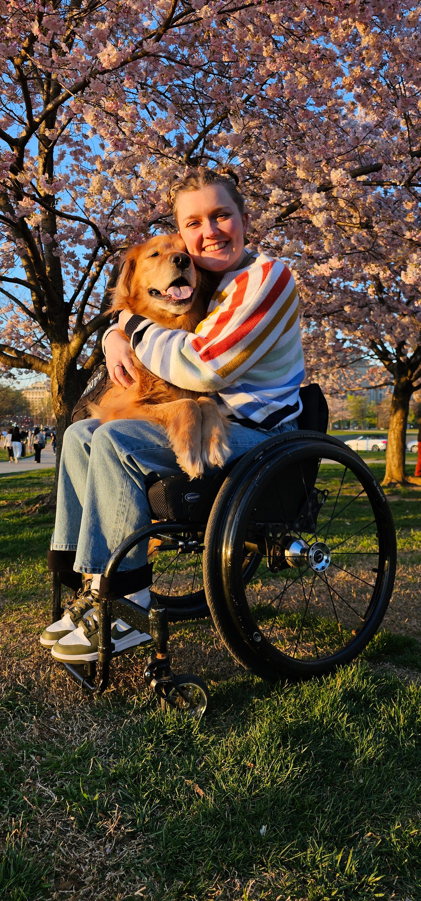 meredith, a wheelchair usre in a striped sweater and space buns and their golden retriever scout smiling in front of cherry blossoms.