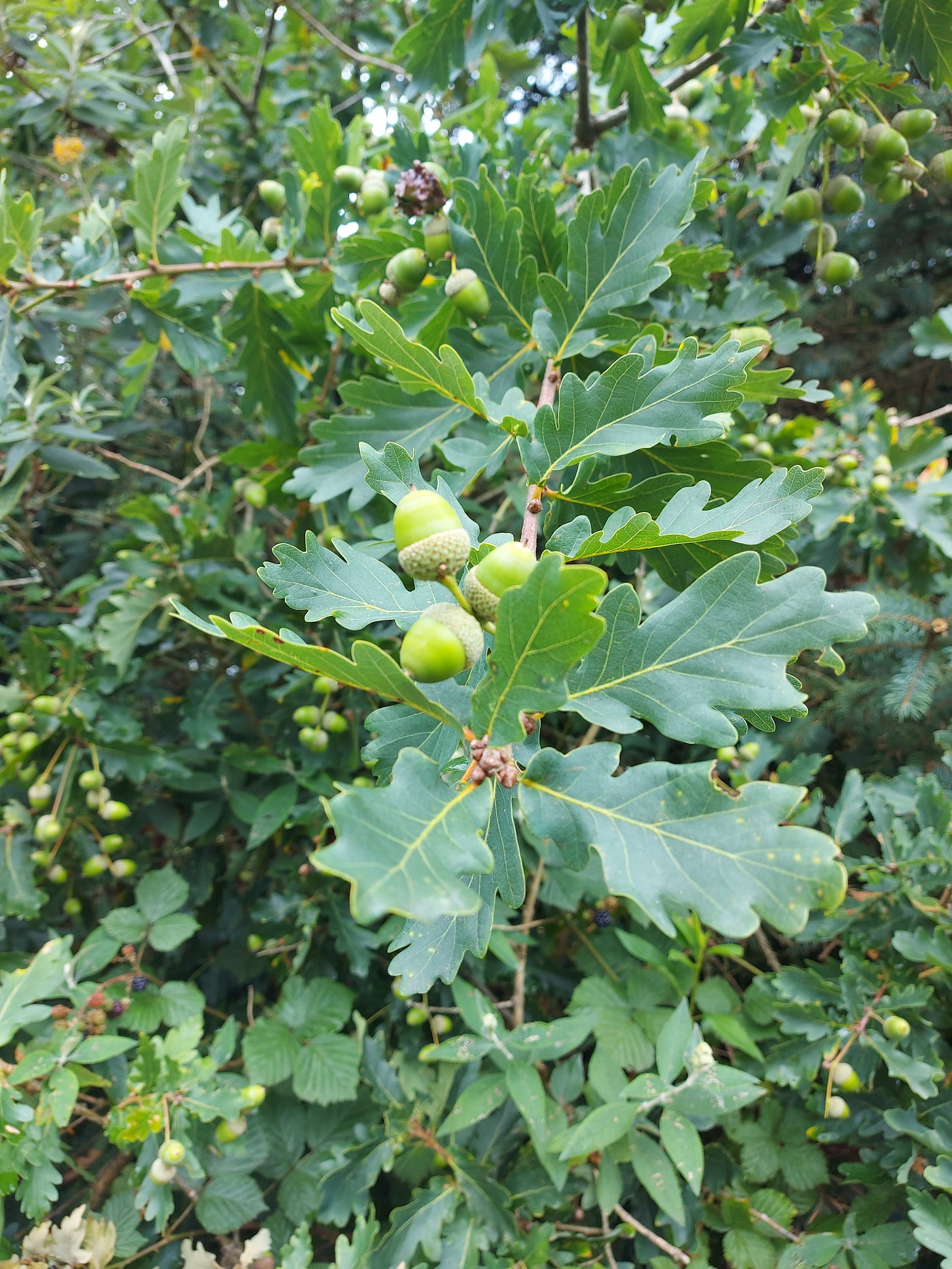 An oak tree with lots of green acorns