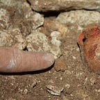 Anthropology.net