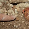 Anthropology.net