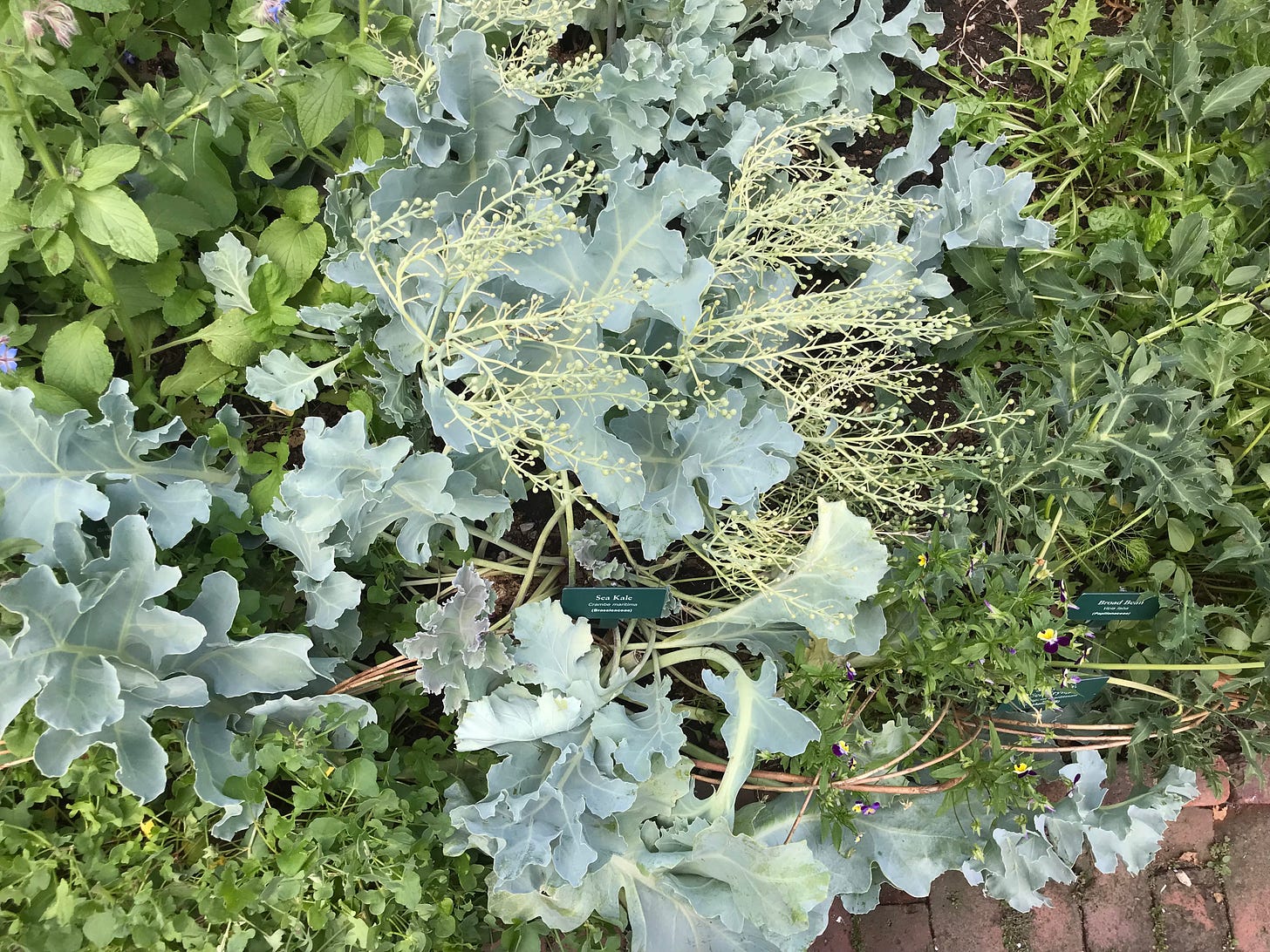 Image from above of sea kale, basil, and other herbs overlapping each other in The Cloisters' medieval herb garden. Image from above of sea kale, basil, and other herbs overlapping each other in The Cloisters' medieval herb garden.