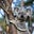 The Koala's avatar