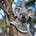 The Koala's avatar