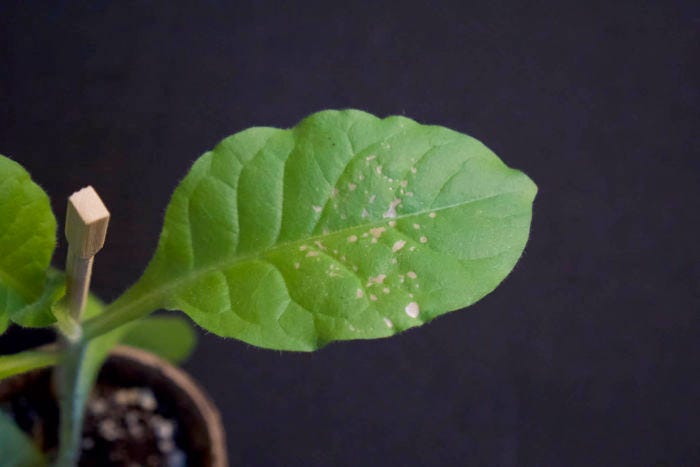 Photo d'une feuille de tabac avec des tâches blanche indiquant une réaction à l'ozone