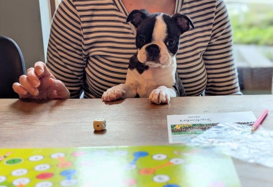 Photo of a Boston Terrier puppy on someone's lap with paws on the table, next to a die and a colorful children's board game Photo of a Boston Terrier puppy on someone's lap with paws on the table, next to a die and a colorful children's board game