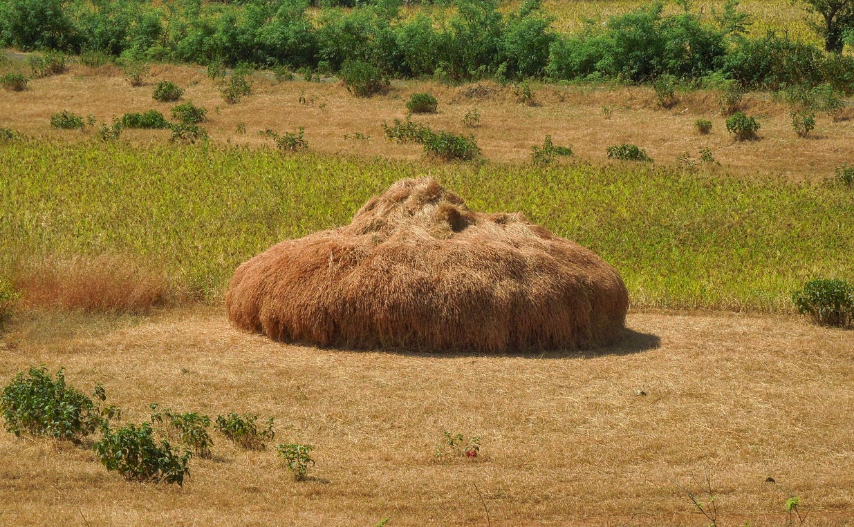 Haystack on the field by locals of Jawhar
