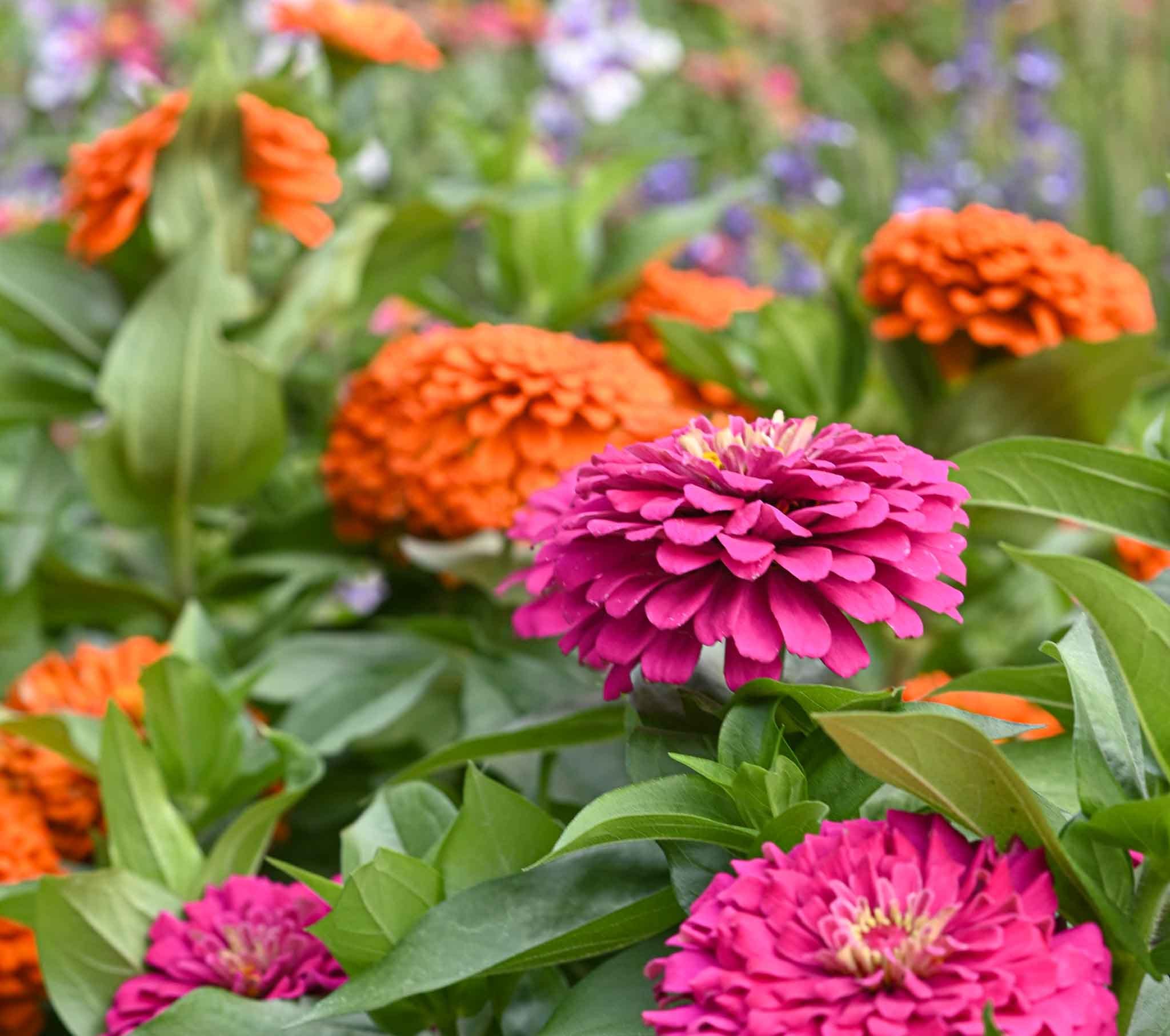 5 Charming Flowers That Bring Pollinators to Your Cottage Garden