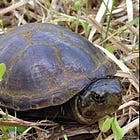 小さいまま、生き残った。ヒガシドロガメという亀