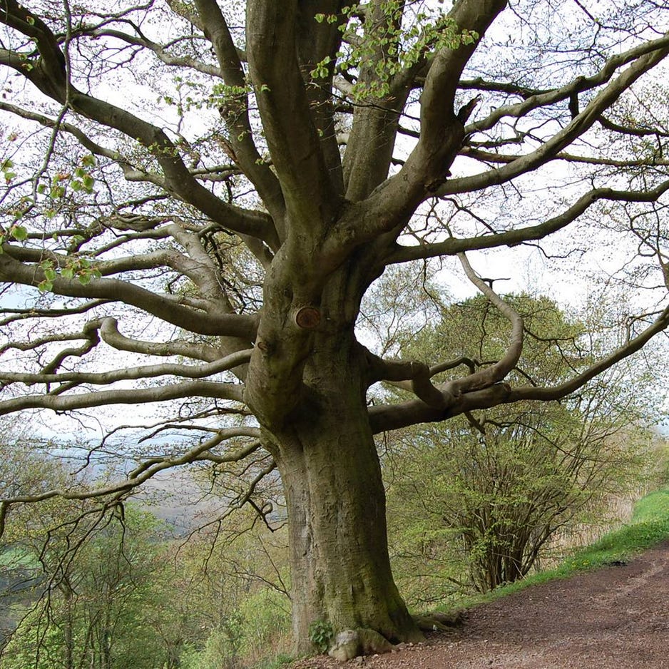 Artwork for Gillian Jamieson's Substack