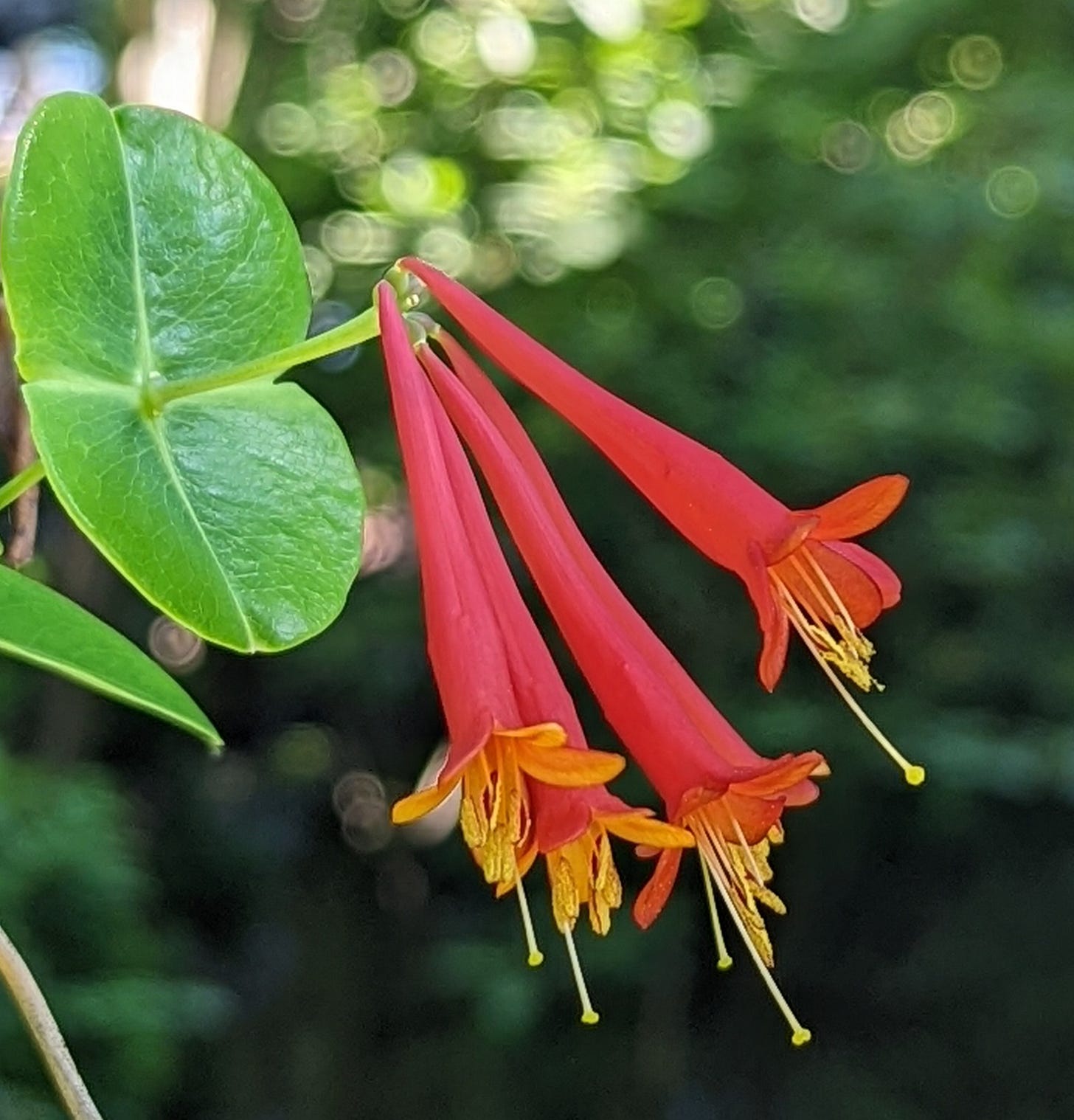 Major Wheeler, Lonicera sempervirens. Reblooms!
