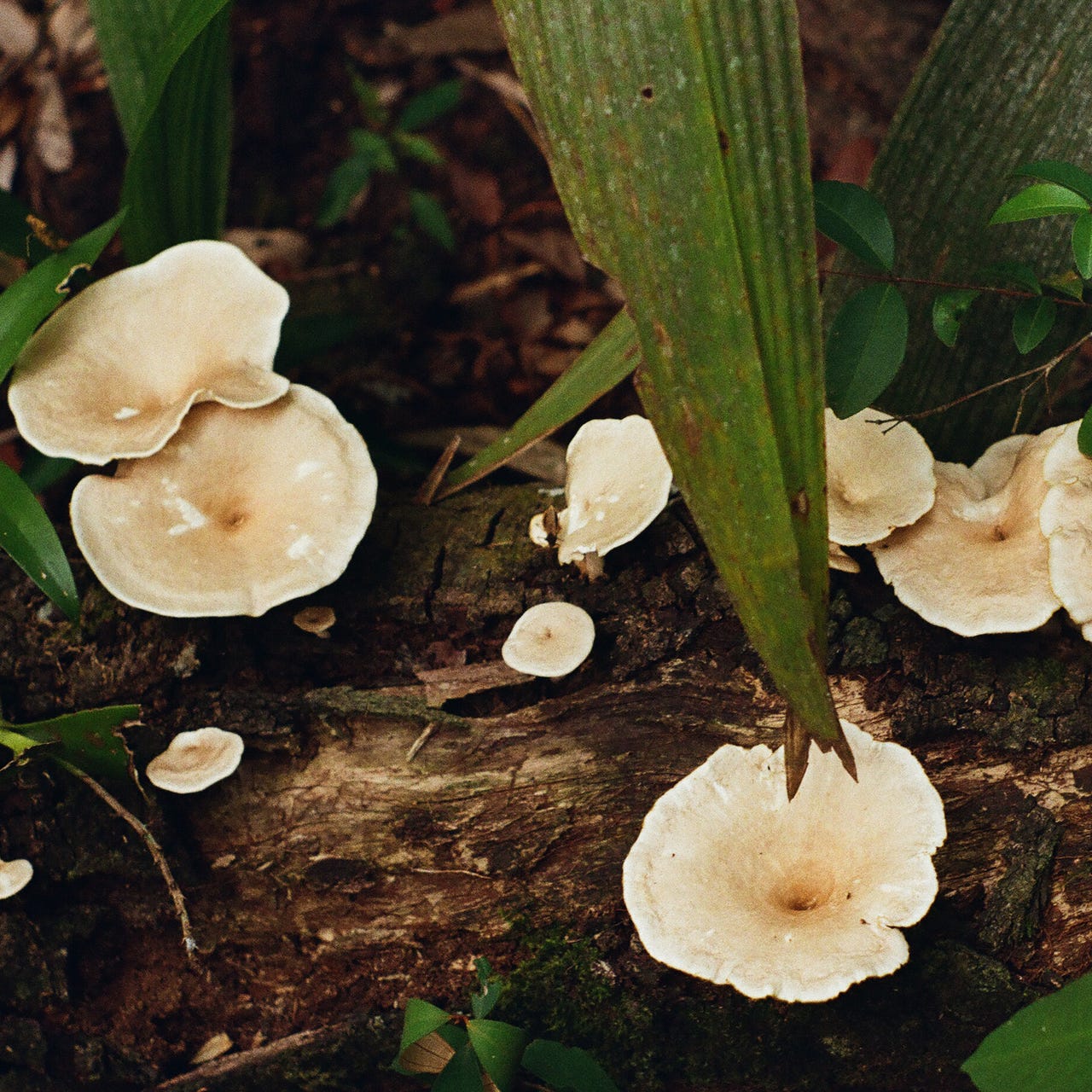 Cascarón Atravesado