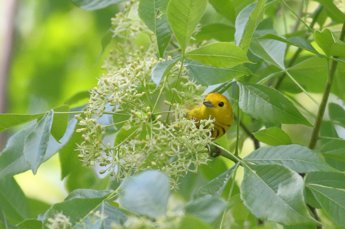  A yellow warbler in a wafer ash tree in bloom. The brilliant yellow bird looks directly forward and is partially tucked behind a cluster of tiny, pale white flowers. The bird’s plumage is an intense, saturated yellow, with delicate reddish-brown streaks down breast and belly. The warbler is surrounded by the sunlit, bright green, trifoliate leaves of the wafer ash tree.