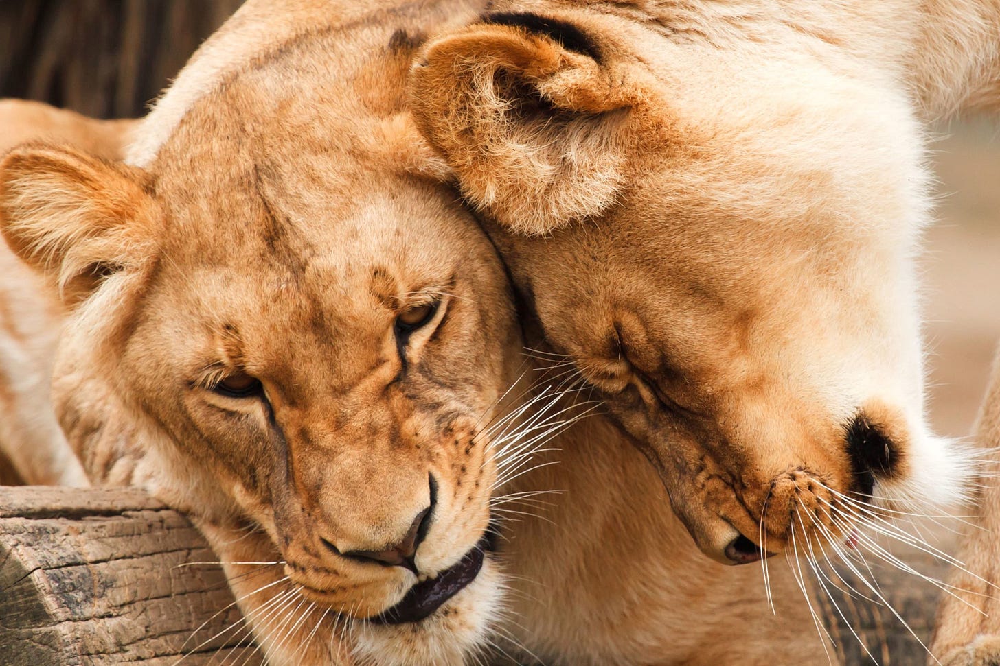 https://pixnio.com/fauna-animals/lion/wild-lions-wildlife-africa-animals-big-cat