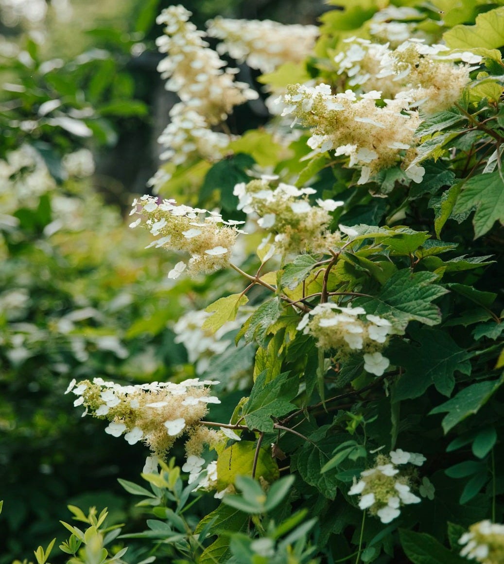 a bush with white flowers and green leaves a bush with white flowers and green leaves