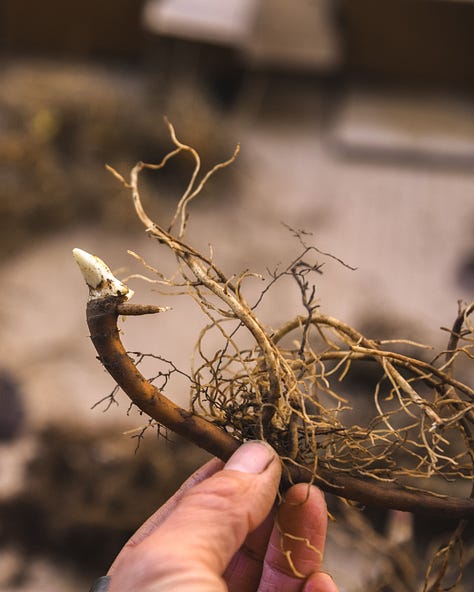Native Spring Ephemeral Pennsylvania