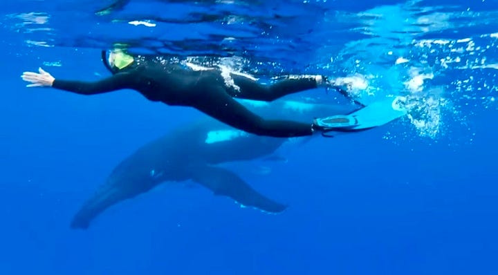 whales, diver