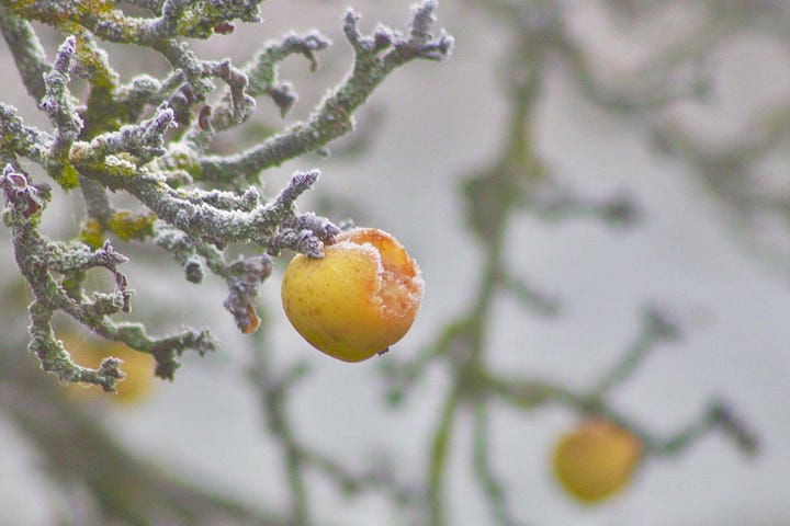 Three different pictures of frost a) on a half eaten apple still on the tree b) on roses and c) on ferns then a winter snowy shot with a tree, a barn and a hedge beyond a snowy field.
