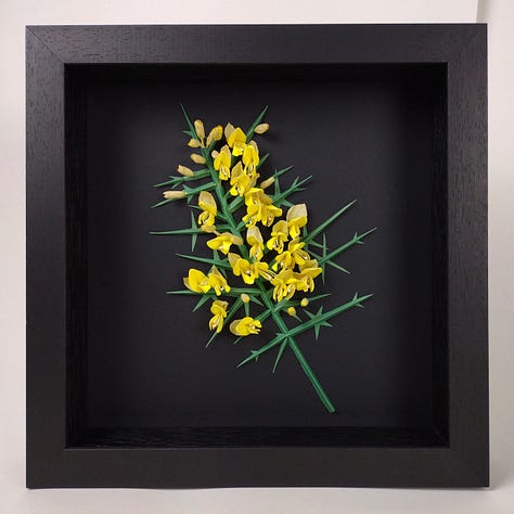Three images of my framed artworks depicting pink bramble flowers with red stems and green leave; bright yellow gorse flowers with vivid blue-green spikes and the pinky purple flowers of common heather, enlarged to show the detail within, a double ring of stamen, white and rust coloured. All pictured against a black background