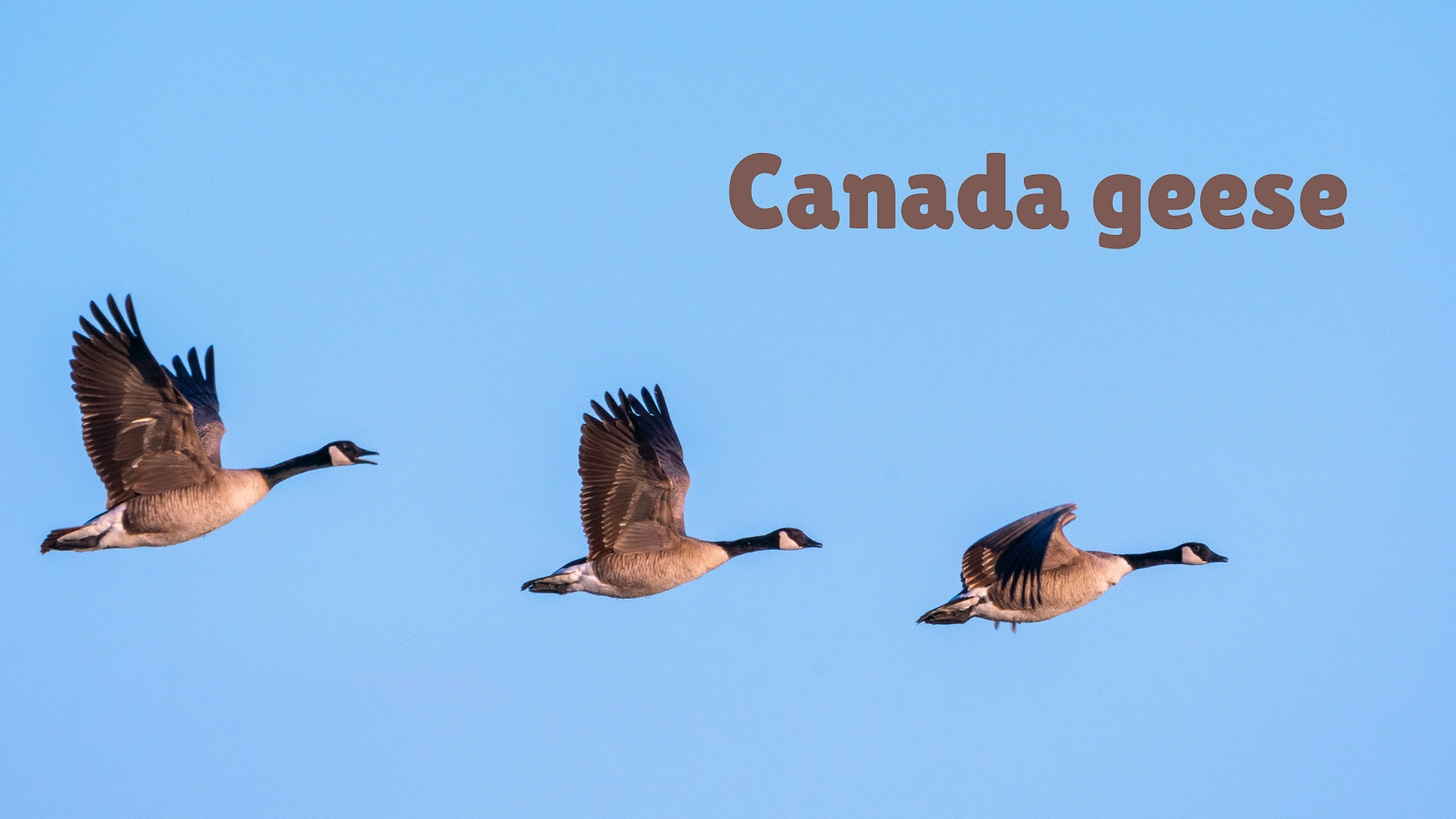 photo of there Canada geese in flight against a blue sky with the text "Canada geese" imposed on the image