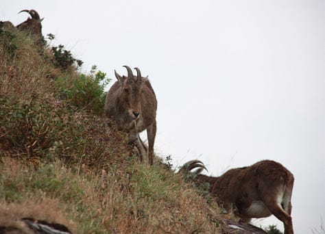 More brown, goat-like animals with horns, one in front of three men seen on the edge of the image, plus more mountains and grassland with cloudy skies