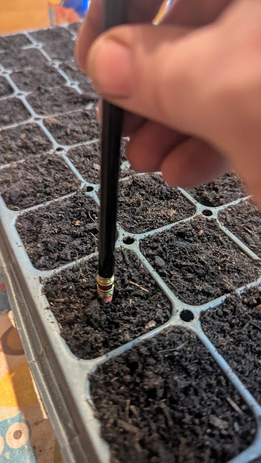 4 images of a seedling flat, the tray to go under it, soil in the flat, and a pencil poking a hole in one cell of the flat.