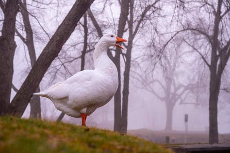 Gary the Goose