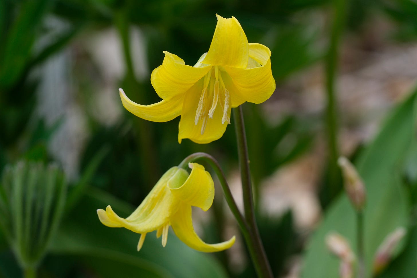 erythronium californicum Pagoda