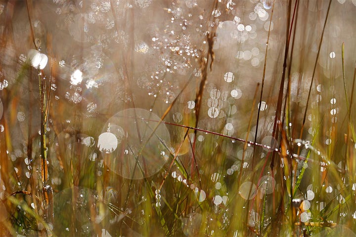 Morning sunlight sparkles on grasses after an early downpour; a single orange birch leaf hangs caught in a spider’s web