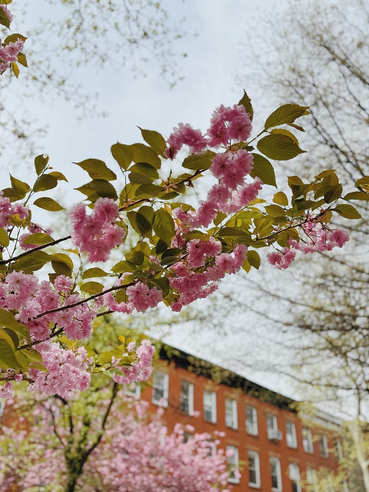 Pink flowers in blossom, a typical brooklyn building, a treee in bloom against the Brooklyn Bridge, Blue blossoms behind a gate