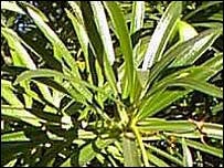 yellowoleander yellowoleander