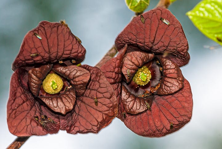Pawpaw trees