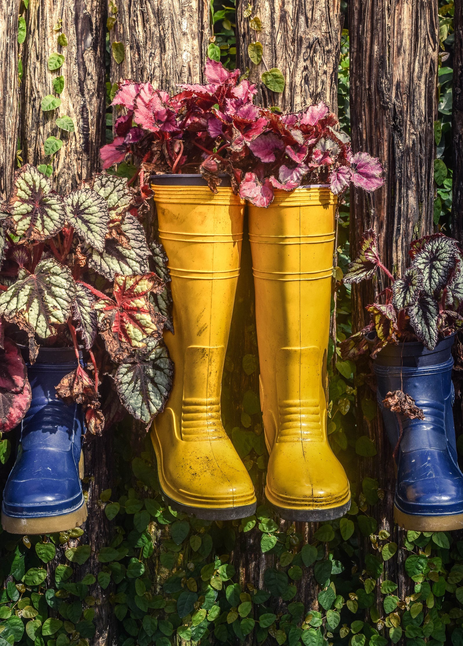 Rubber boots repurposed as flower pots.