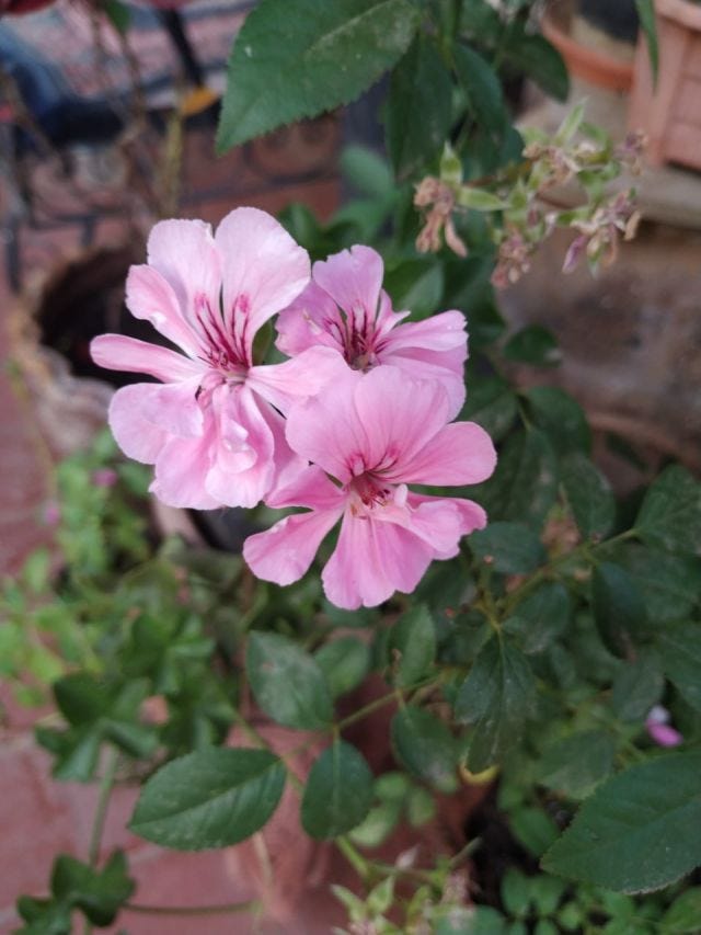 Three pink flowers with a background of green leaves.