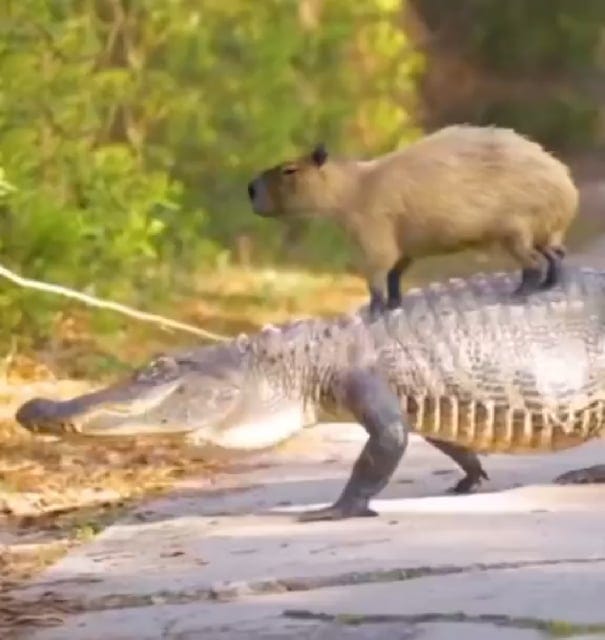 Capybara riding a crocodile Capybara riding a crocodile