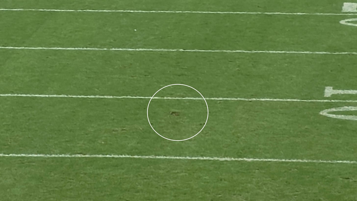 Buffalo Bills Highmark stadium grass field sod Buffalo Bills Highmark stadium grass field sod