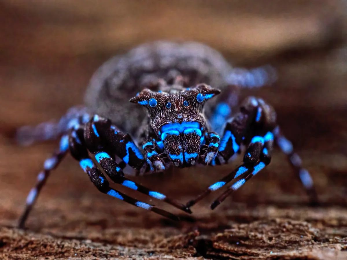 a crowned crab spider that fluoresces under ultraviolet light