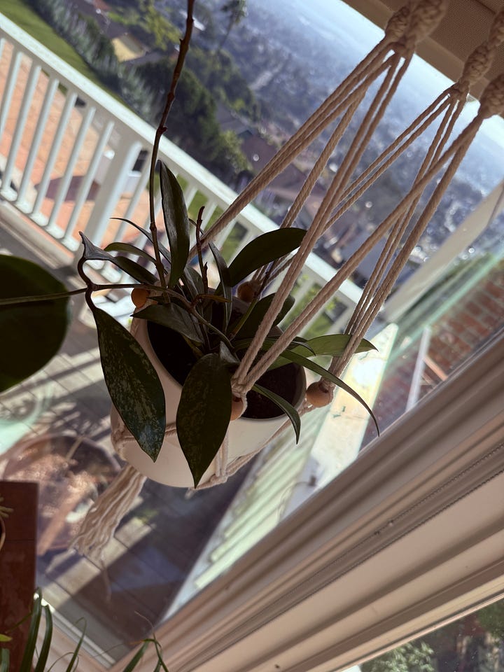 A gallery of photos of plants, mostly with terrible lighting due to a healthy dose of sunshine backlighting all of them. Nice plants, though.