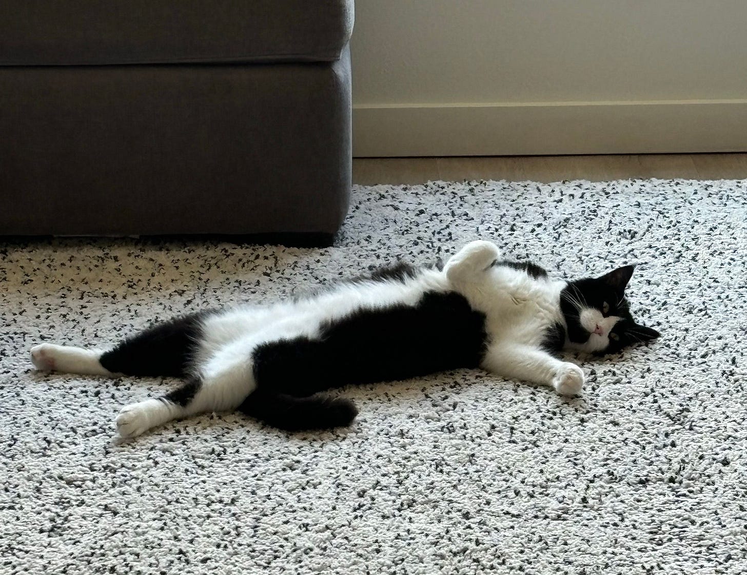 Benny lies on his back on the carpet fully relaxed and spread out, gazing to the side. Benny lies on his back on the carpet fully relaxed and spread out, gazing to the side.