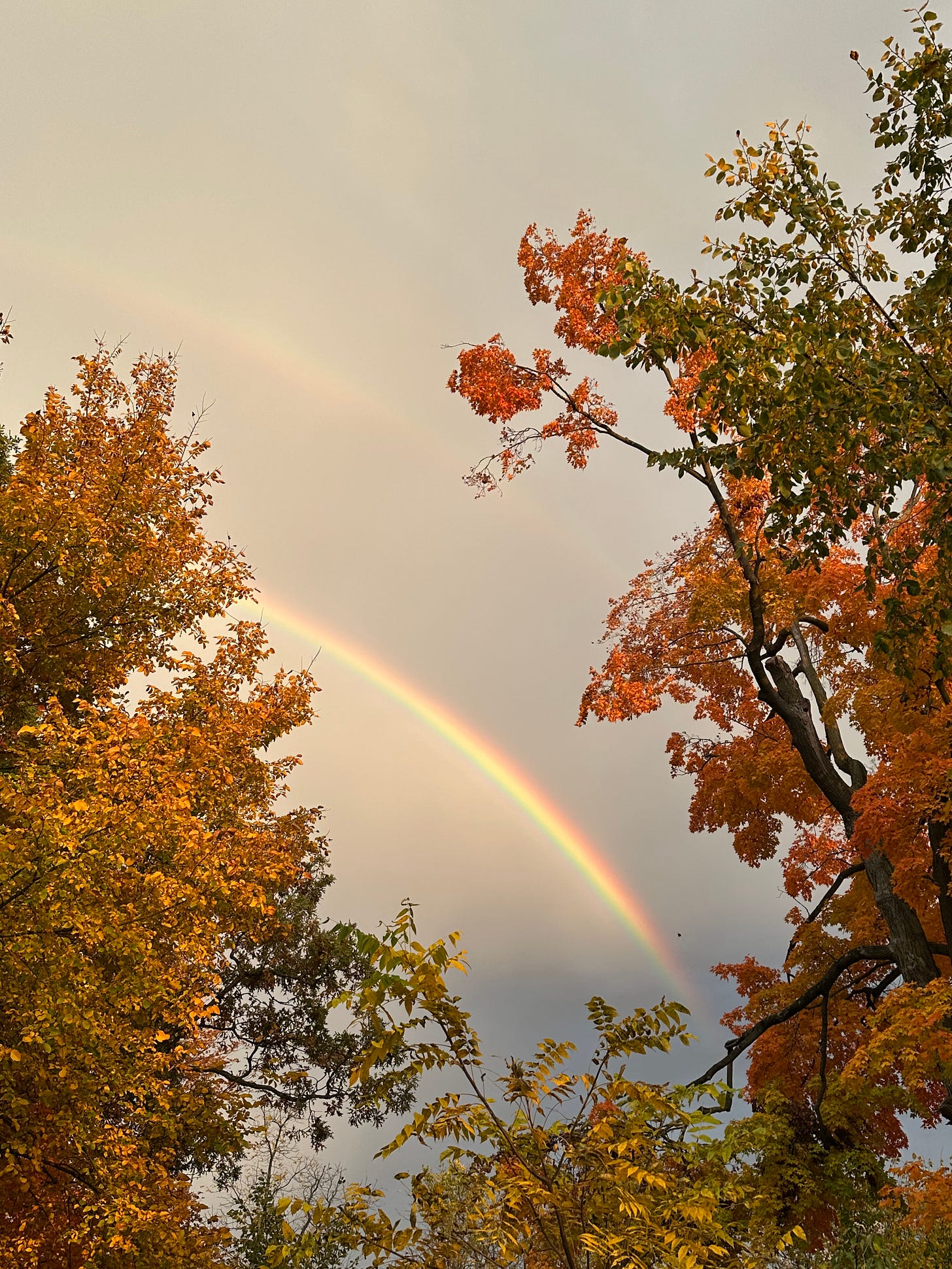 A double rainbow appears in the space between two golden orange and yellow trees. The sky is gray and one rainbow is glowing vibrant while the outer rainbow is a faint whisper.